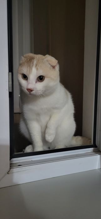 Кот Мальчик в добрые руки