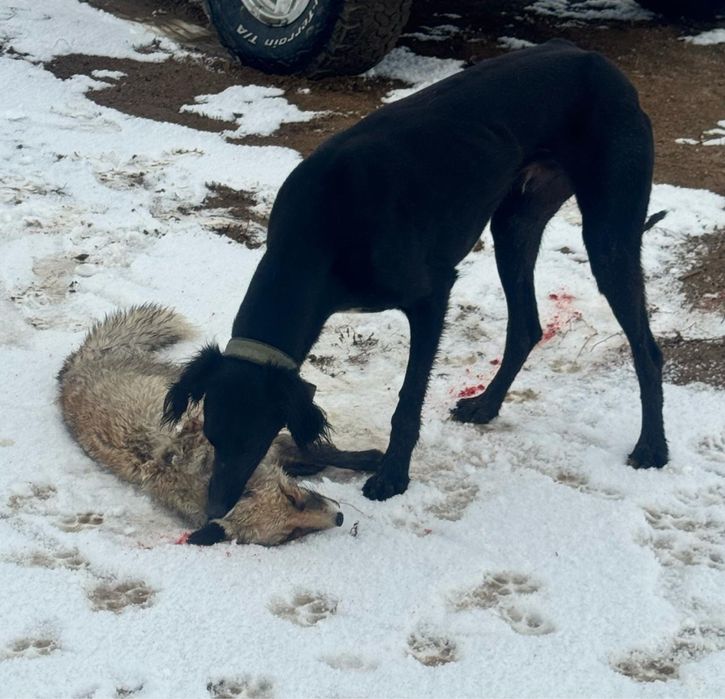 Аты Шулы Қаблан сатылады .Борсық ,Тулкі ,қойан .қосайақ ,алыптур ауызд