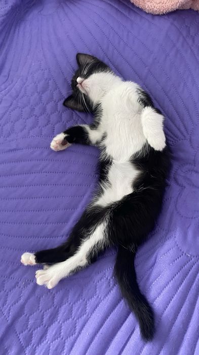 Котенок в добрые руки