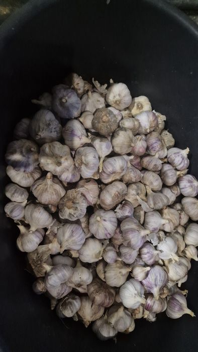 Продам крученый чеснок домашний