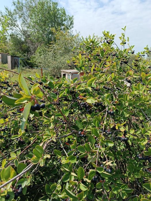 Срочно продажа дачи