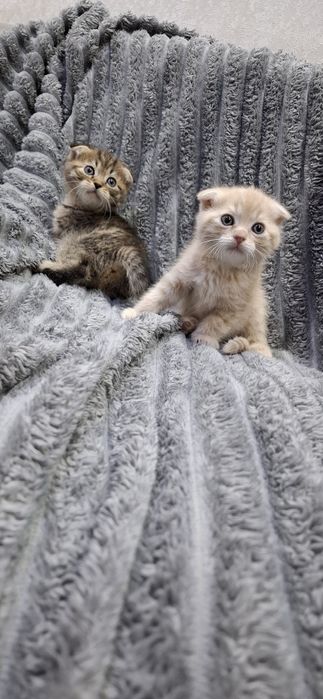 Шотландские котята