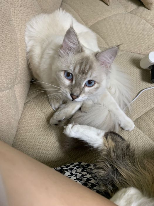 Котята, Мушуклар