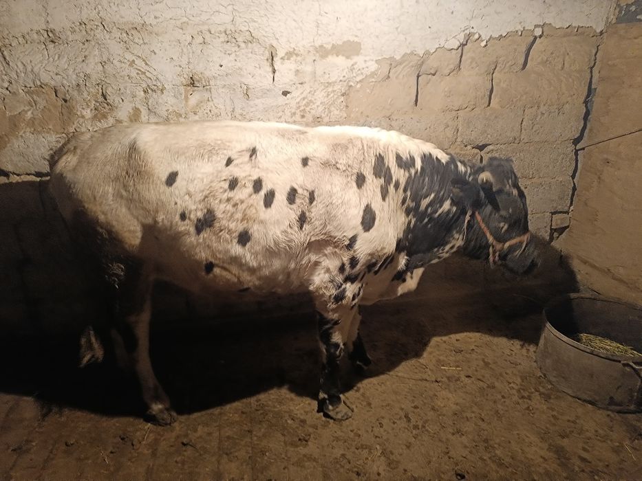 Семіз буха екі жасар су