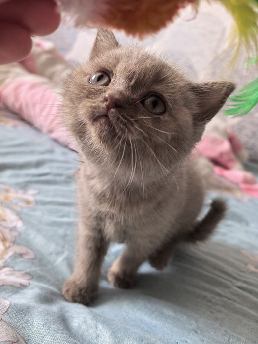 Отдам котёнка девочку