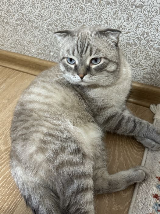 Ишем кошку для кота