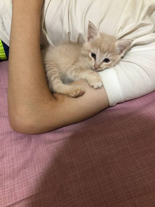 Yaxshi qoʻllarga mushukcha beriladi