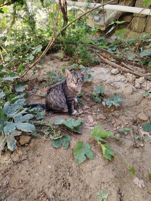 Кошка Кому нибудь нужна Бесплатно