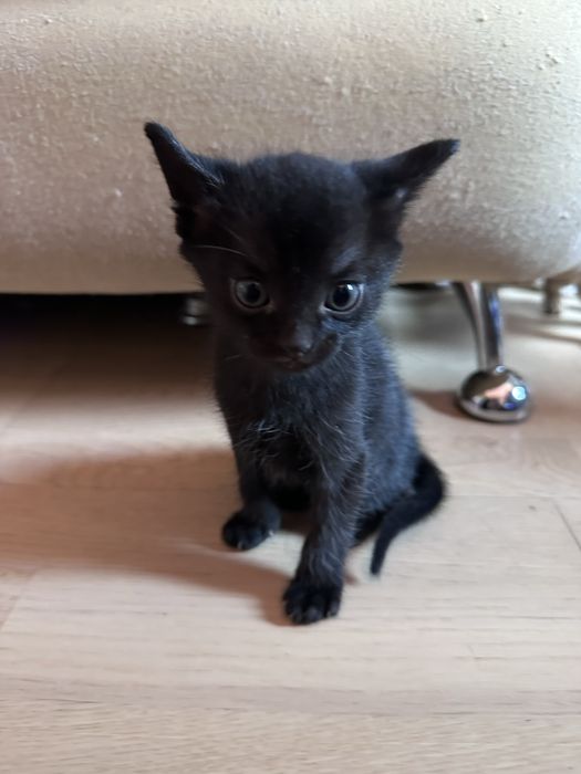 Продам Абиссинских  котят