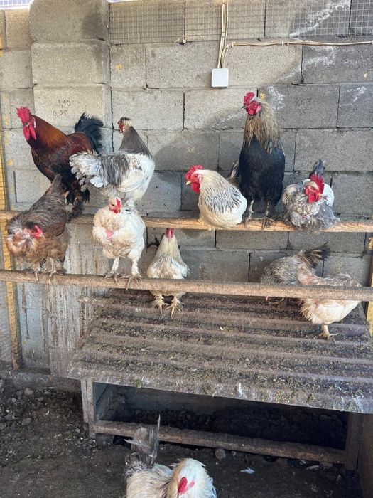 Петухи полубрам