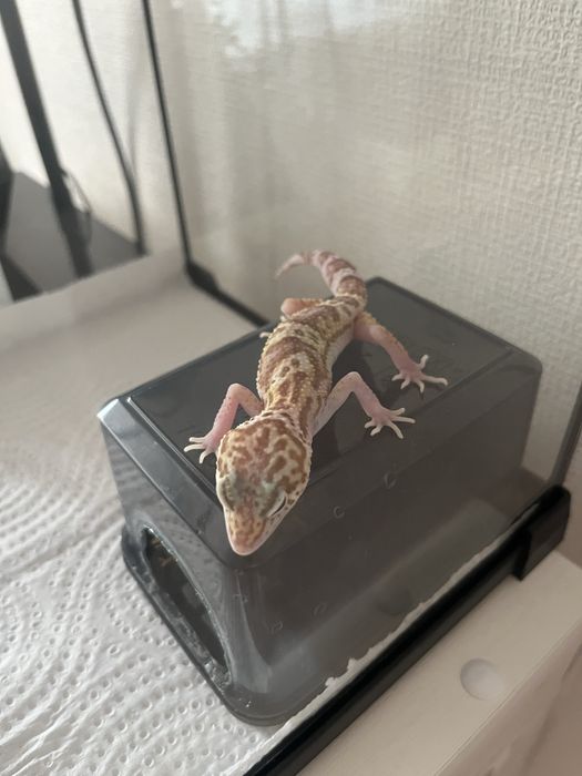 Малыш эублефара