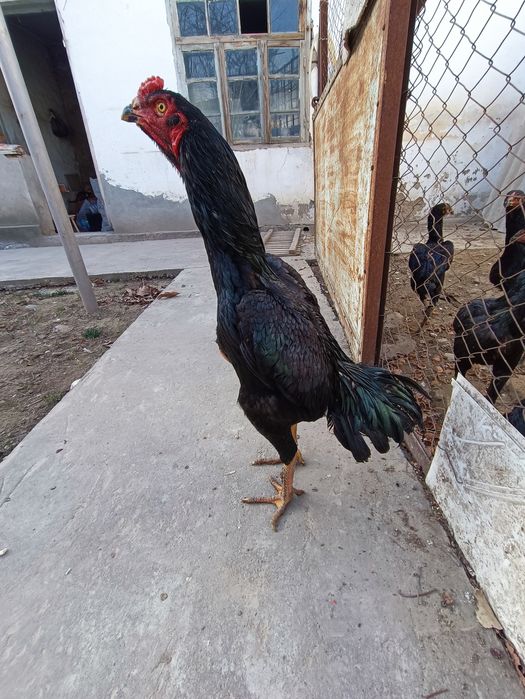 Продаю Куры Кулянги