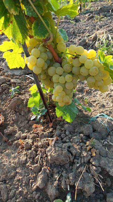 Vand struguri de masa si de vin