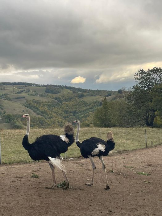 Struți in vârstă de 2 ani