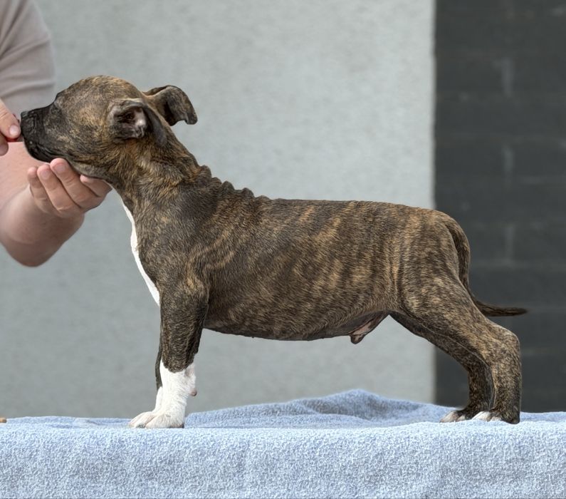 Amstaff cu pedigree din linii exclusiv americane