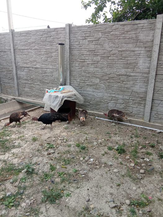 Үндік Түйе тауық