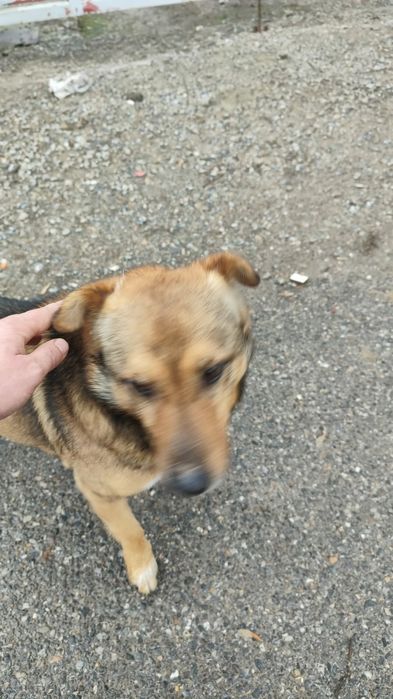 Щенки бесплатно.