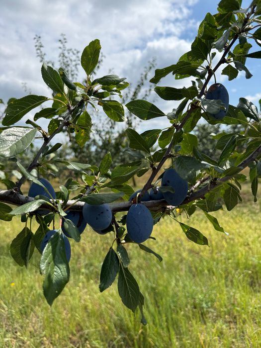 Prune De Vanzare