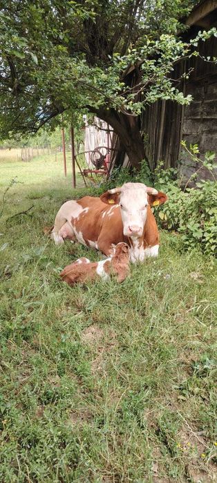 Vacă tânără de vânzare