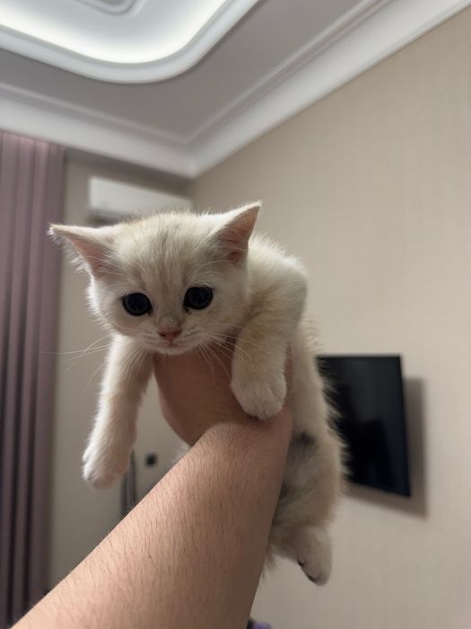 Продаются чисто кровный серебристий шиншиллы котяти