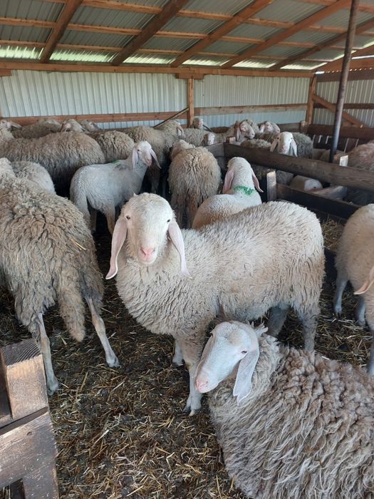 Vând berbec și berbecuți bergamasca