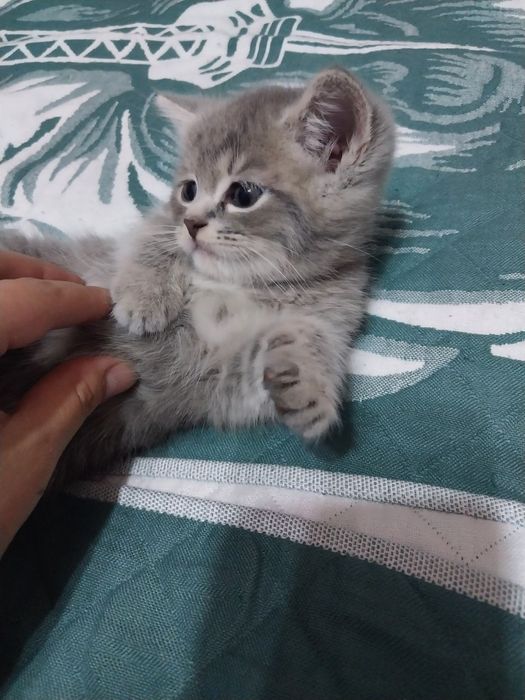 Scotish fold va straight mushukchalar arzon narxda. Toza zot