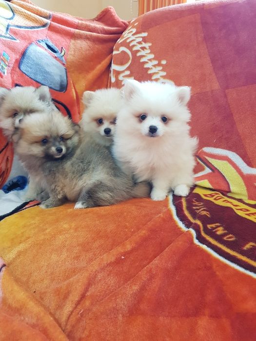 Померан померанчета Гр. София