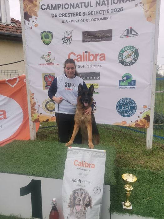 Pui ciobanesc german cu pedigree