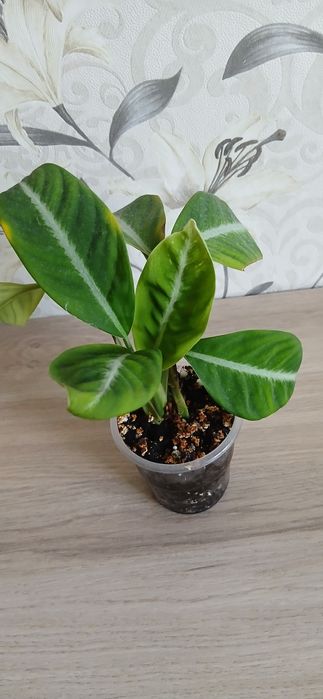 Продам комнатные цветы