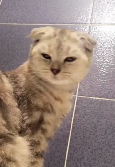 Шотландский котенок