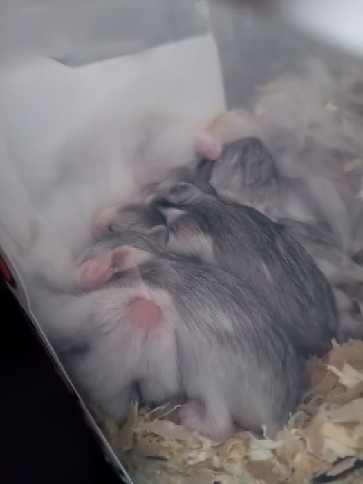 Бебета хамстери.