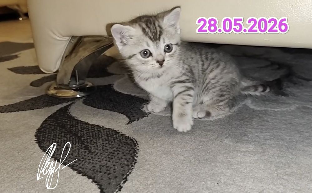 Чистокровные Британские котята