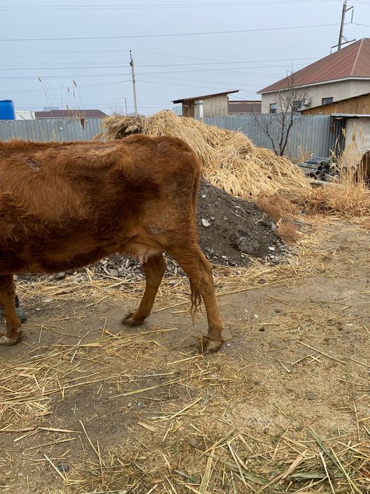 Сауын сиыр жуас 2 туған