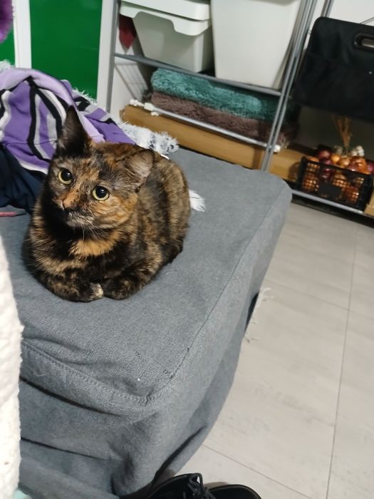 Adoptie pisica tortoishell Hera