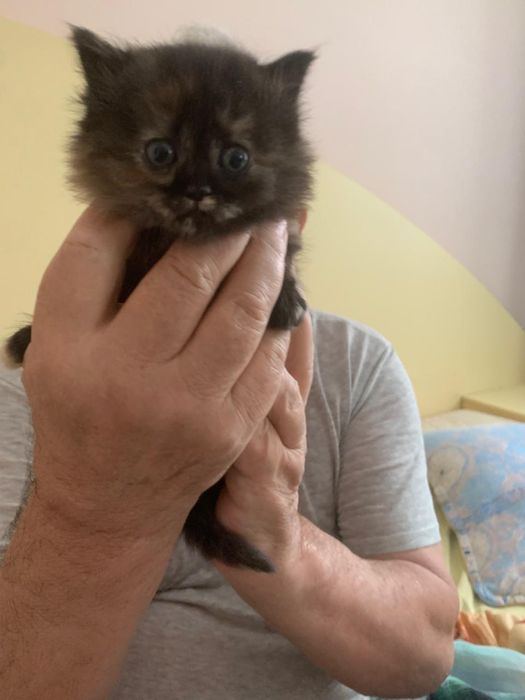 Котята бесплатно