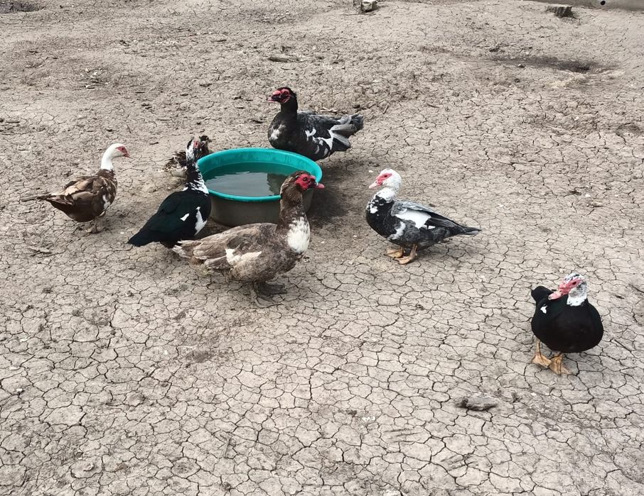 Oua rate leneșii mute