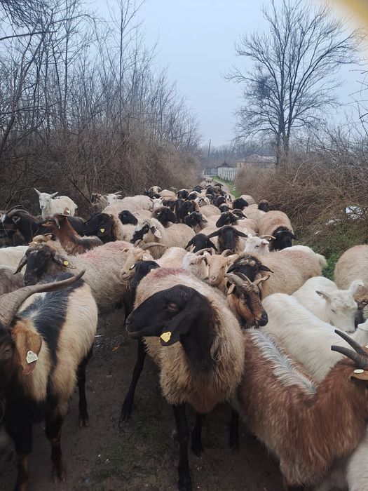 Vand oi tinere bulgaresti