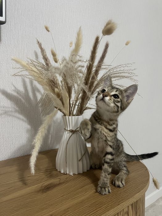 Котенок бесплатно