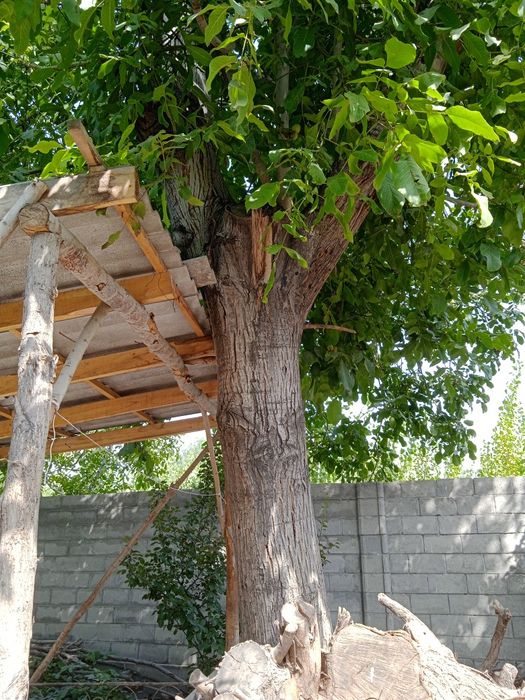 Yong'oq daraxti sotiladi