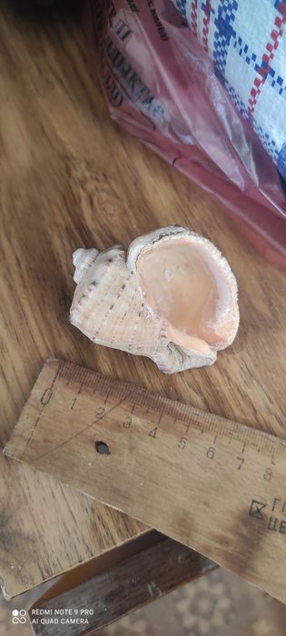 Ракушка морская.