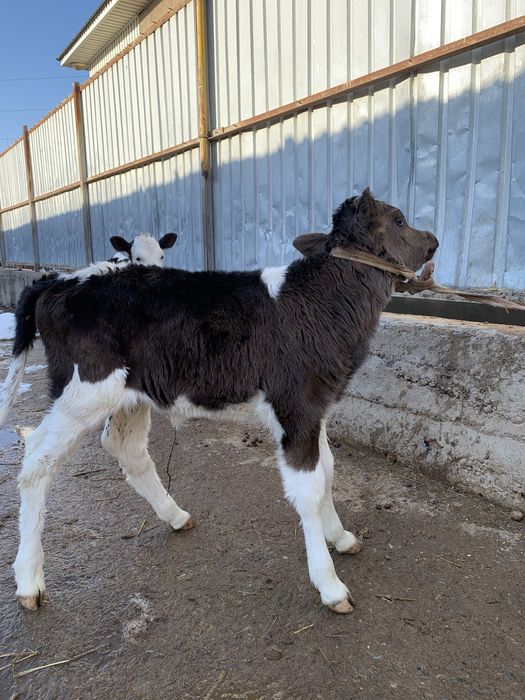 Ұрғашы бұзау бар