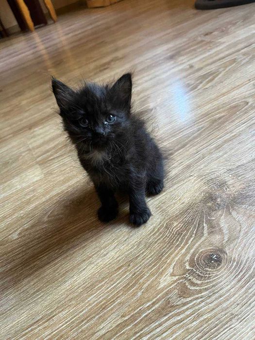 Uyda osgan va yaxshi sherik