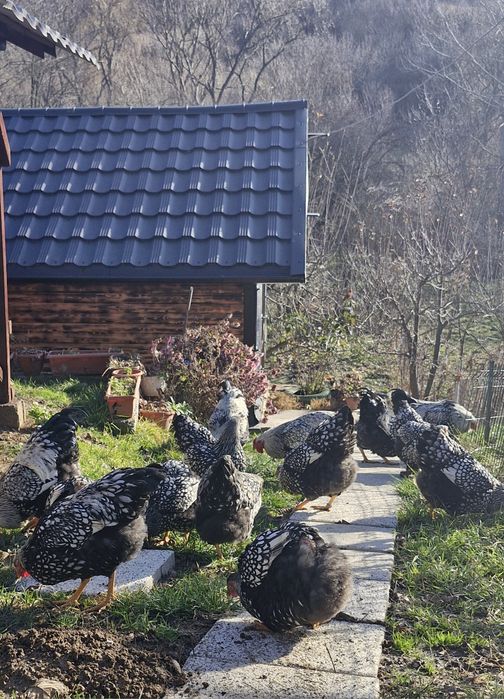 Pasari de fasa wiandote