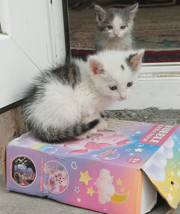 Отдам котят в добрые руки бесплатно