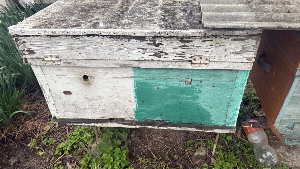 Продаются пчелоящики Пчелы