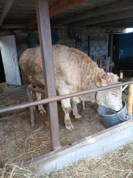 Продам бычка ...