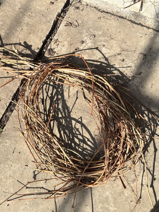 Пучки дикого (девичего) винограда