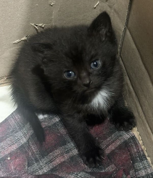 Домашние котята в добрые руки