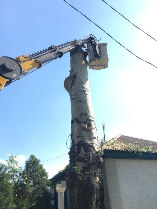 Спил,обрезка плодовых деревьев