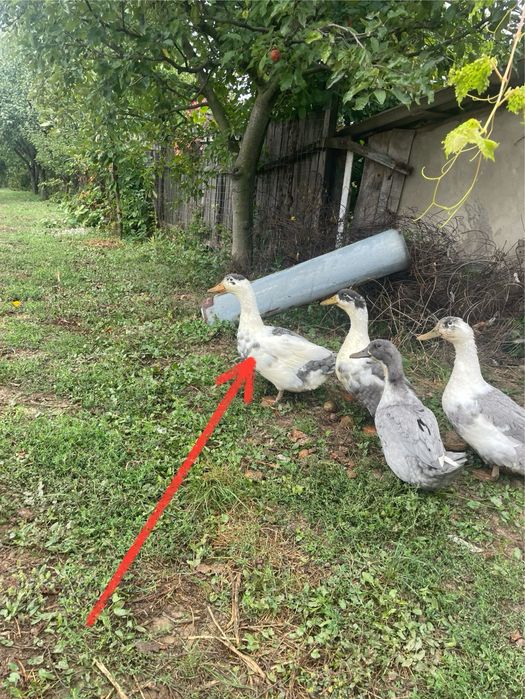 Vand Ratoi crescut la curte